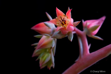 Succulent Flower