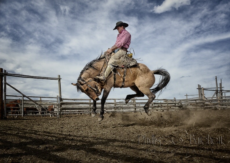 Ride 'em Cowboy