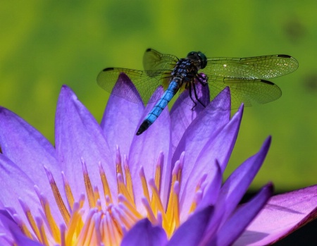 Dragonfly