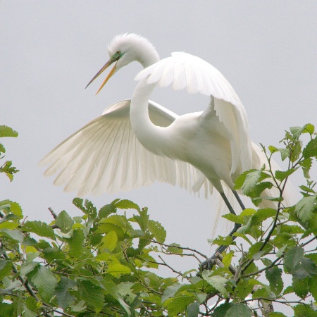 Great Egret