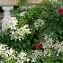 © Sibylle G. Mattern PhotoID # 13924758: in my garden: Hydrangea  and Etoile d'Hollande