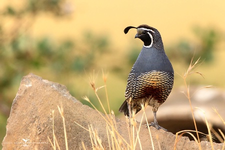 California Quail