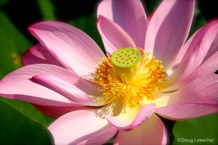 Aquatic Gardens Blossom