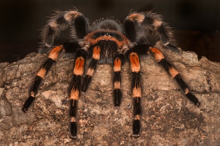 Mexican Red Knee tarantula