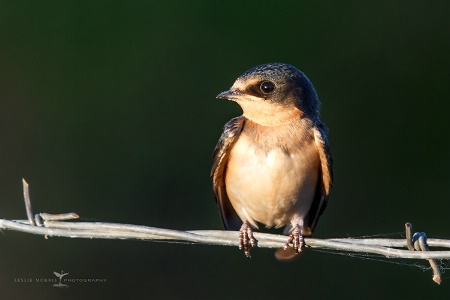 Young Barn Swallow