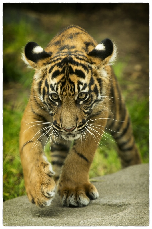 3 month old Sumatran Tiger Cub
