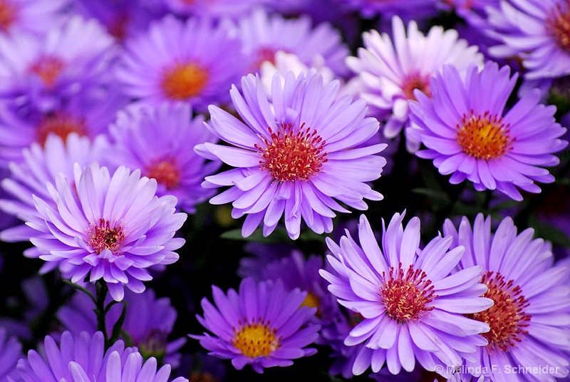 Purple Fleurs