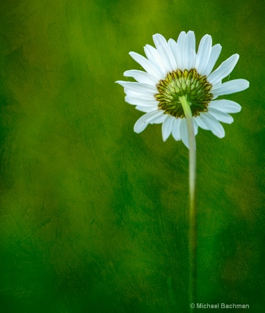 Daisy in portrait