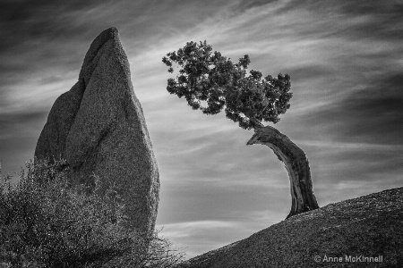 Juniper and Balanced Rock