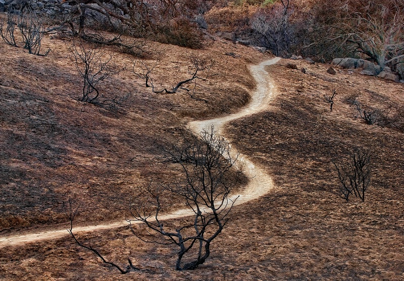 path-thru-char-woods