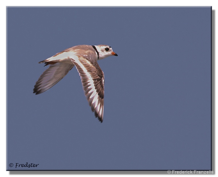 Piping Plover In Flight - ID: 13944985 © Frederick A. Franzella