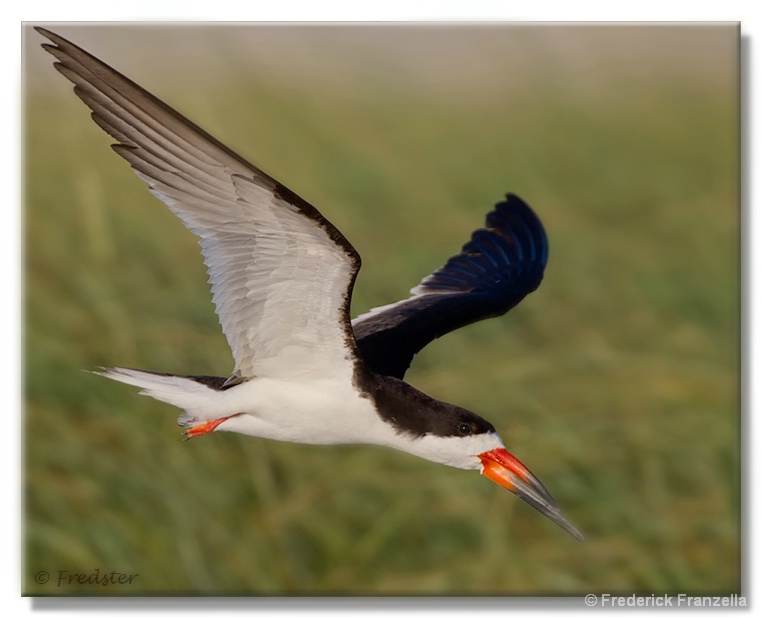 Black Skimmer Landing At The Nest - ID: 13945016 © Frederick A. Franzella