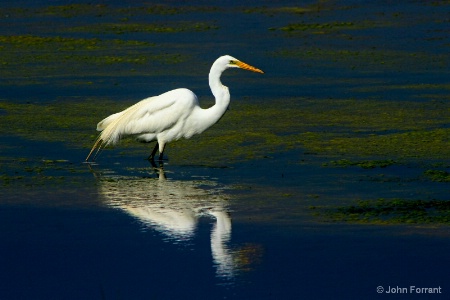 Egret 2