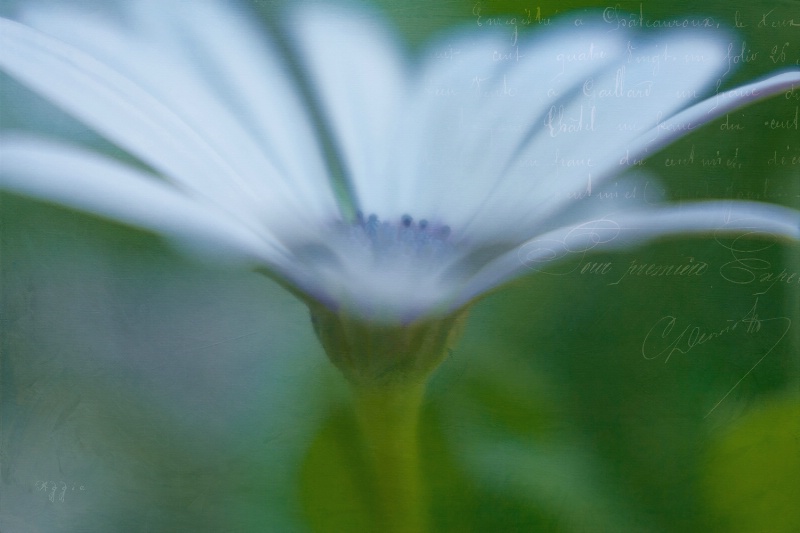 La Petite Fleur