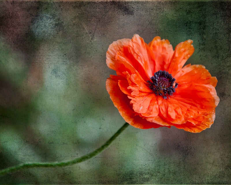 Poppy days