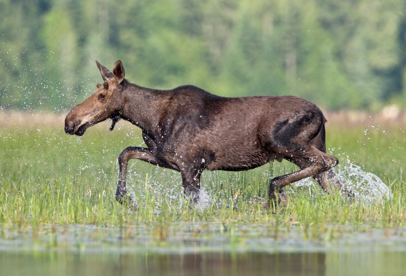 Moose on the Loose