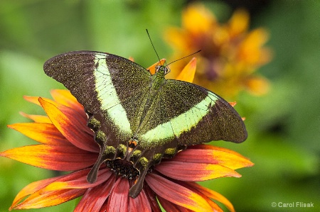 Emerald  Swallowtail