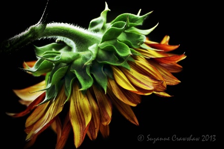 Backside of a Sunflower