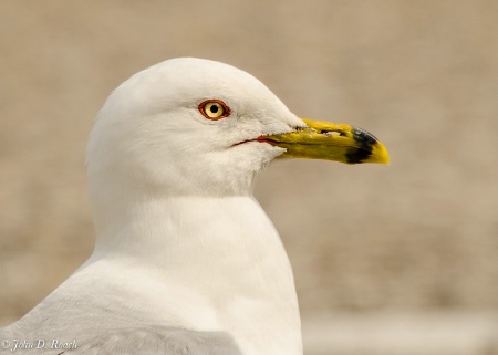 Portrait of a Gull