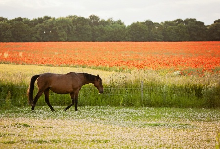 An Evening Stroll