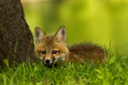 Baby Red Fox