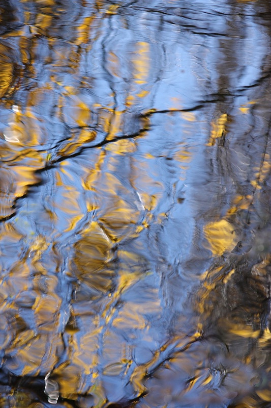 Birch reflections