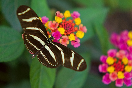 Zebra Longwing