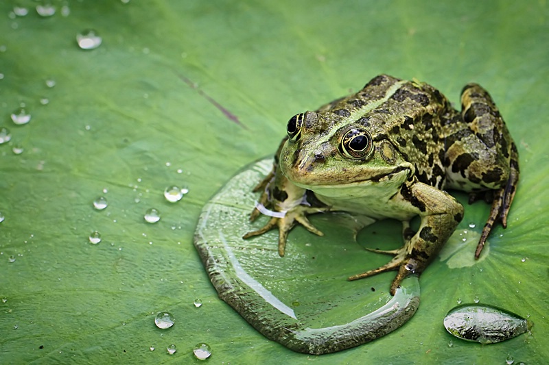 Happy Frog