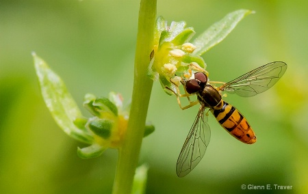 Pollinator 