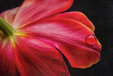 Tulip on a window sill