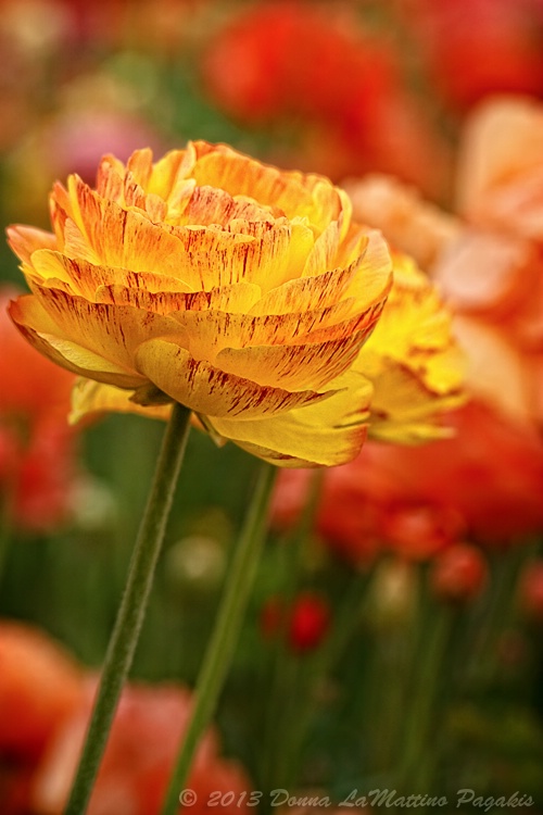 Glowing Ranunculus