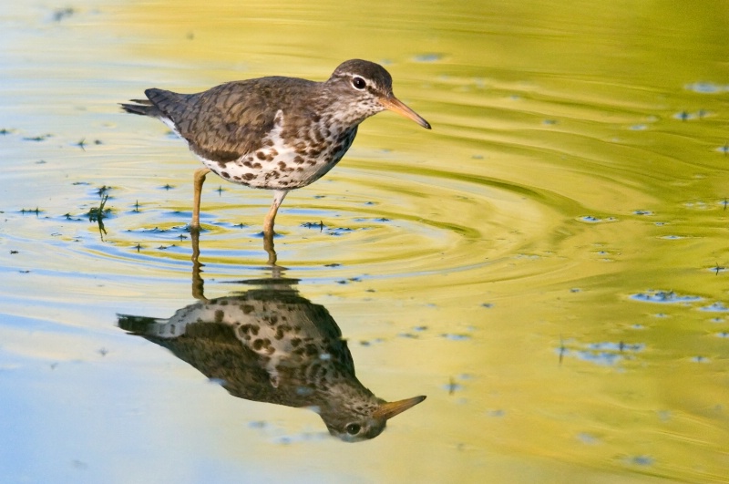 Spotted Sandpiper