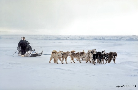 Dogsledding in Greenland