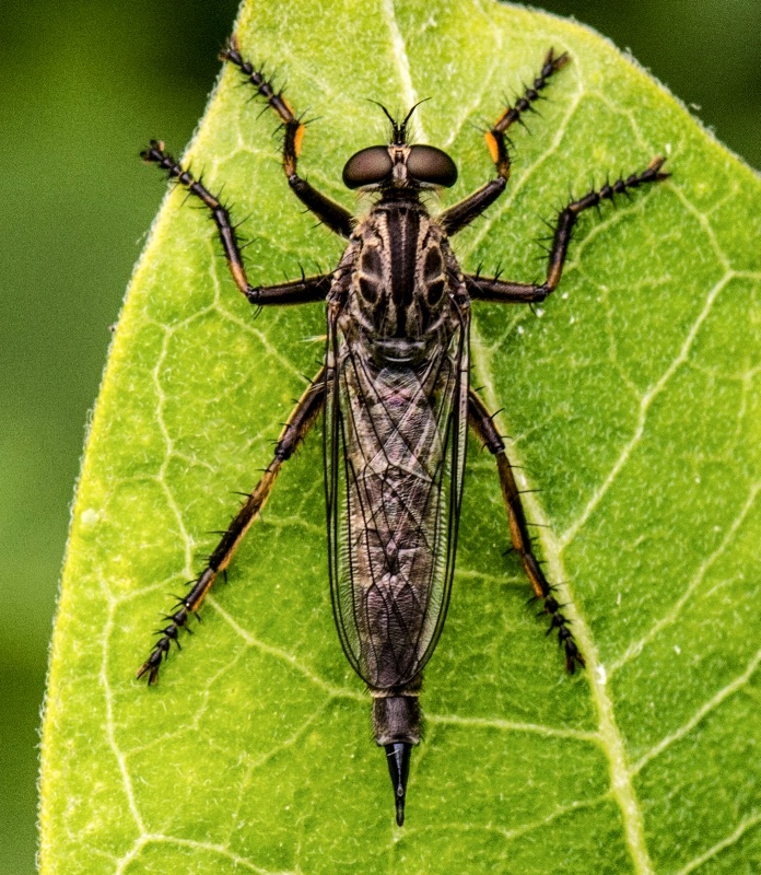 Assassin Fly