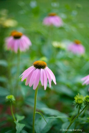 Coneflower Quad