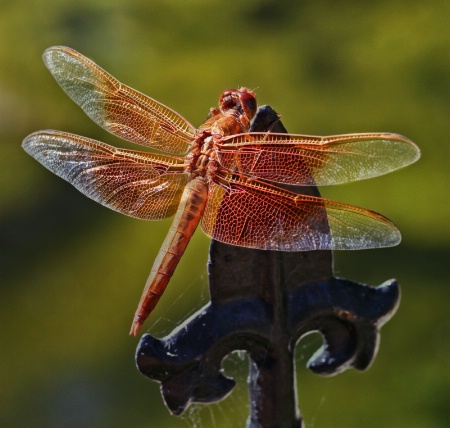 Red at Rest