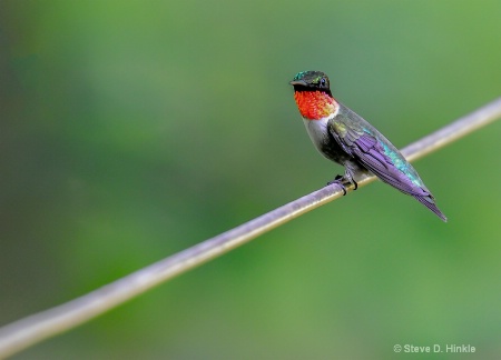 Ruby Throated Hummingbird (Male)