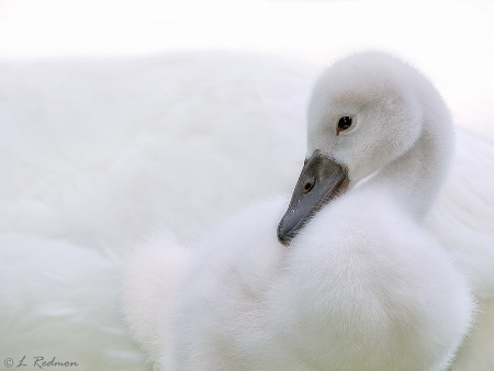 White Cygnet