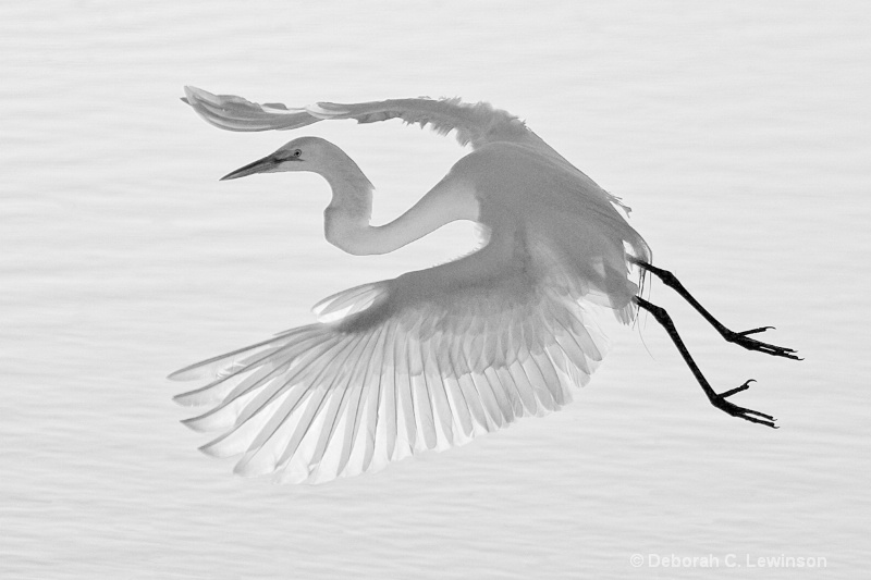 Elegant Egret