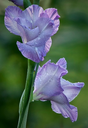 Lavender Blue