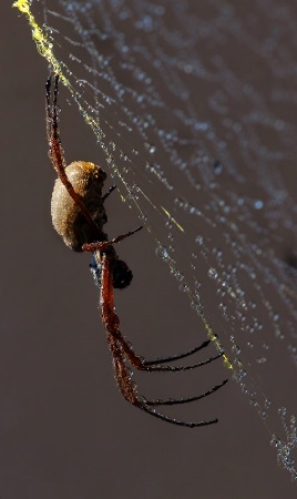 Golden Orb spider