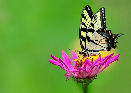 Tiger Swallowtail