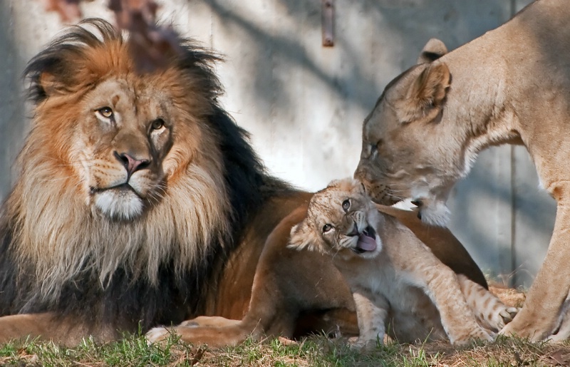 Lion Family