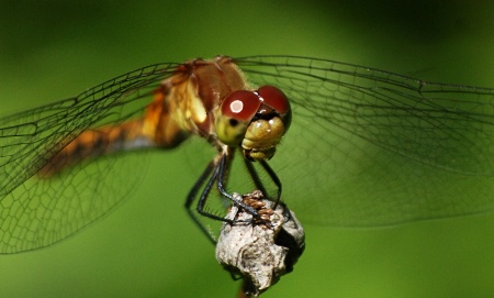 Meadowhawk dragonfly 