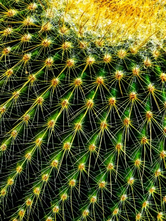 flowering cactus