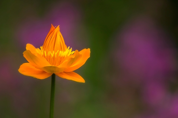 Summer Flower