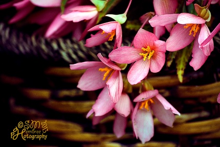 Garden Begonia