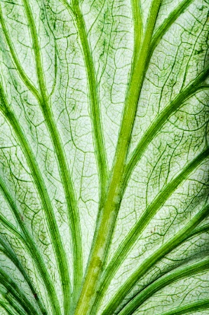 leaf