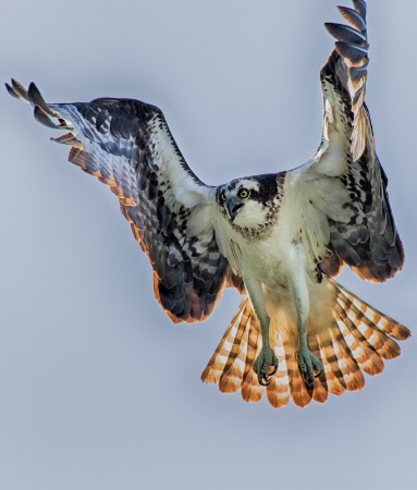 Osprey liftoff