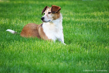 And the green grass grows all around.